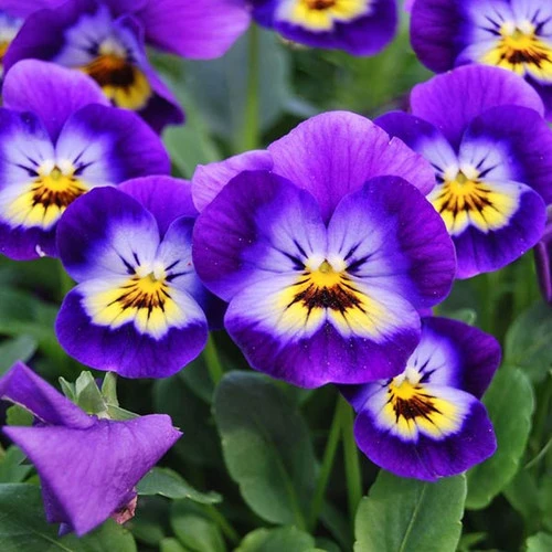 NORO Viola Yarn 2 NORO Viola Yarn - Image 2