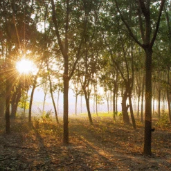 Saddle Seat Stool(Saddle Seat Stool) -Woolery Shop rubber plantation 00883