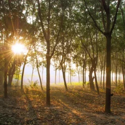 Saddle Seat Stool 9 Saddle Seat Stool -Woolery Shop rubber plantation 00883.1543861201